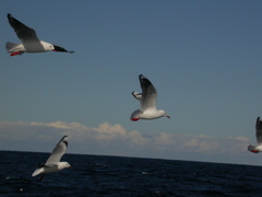 Chroicocephalus novaehollandiae