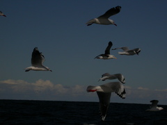 Chroicocephalus novaehollandiae