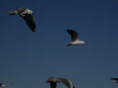 Chroicocephalus novaehollandiae