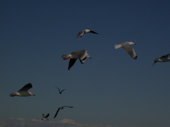 Chroicocephalus novaehollandiae