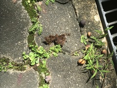 Euthalia aconthea gurda