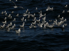 Chroicocephalus novaehollandiae