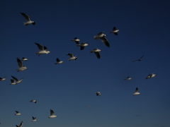 Chroicocephalus novaehollandiae