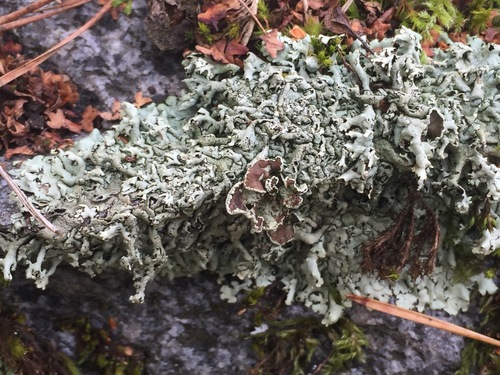 Shingled Rock Shield