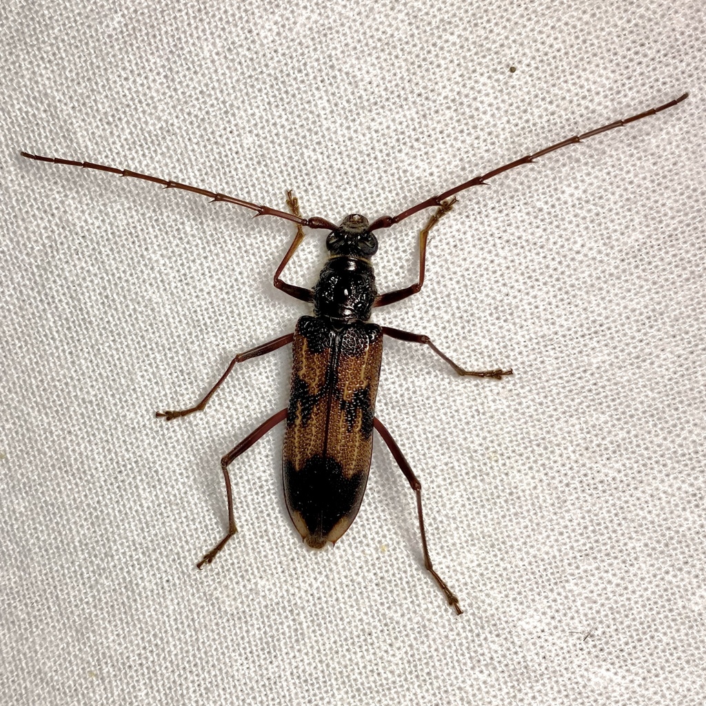 Phoracantha tricuspis