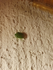 Glaucias subpunctatus