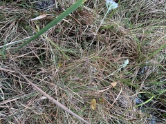 Eupatorium leucolepis
