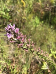 Liatris hesperelegans