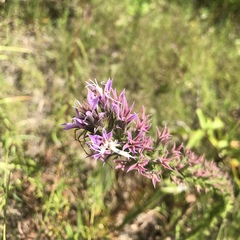 Liatris hesperelegans
