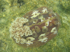 Asteronotus cespitosus