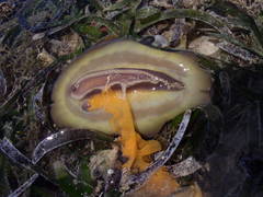 Asteronotus cespitosus