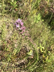 Liatris hesperelegans