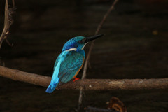 Alcedo semitorquata