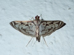 Rhimphalea