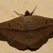 Entomogramma pardus - Photo (c) Martin Grimm, alguns direitos reservados (CC BY-NC)