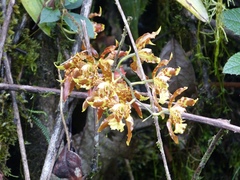 Oncidium luteopurpureum