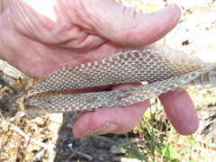 Nerodia sipedon