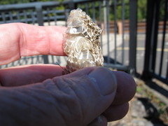 Nerodia sipedon
