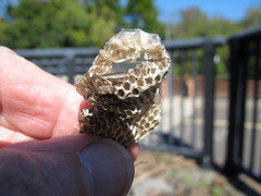 Nerodia sipedon