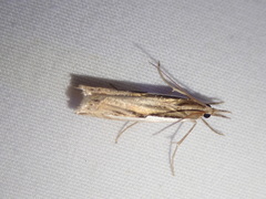 Crambus occidentalis