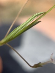 Cordylostigma virgatum