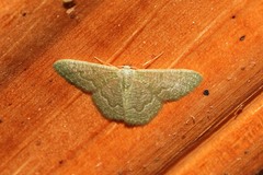 Phaiogramma stibolepida