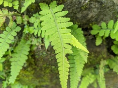 Deparia