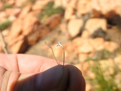 Cordylostigma virgatum