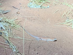 Ctenophorus isolepis