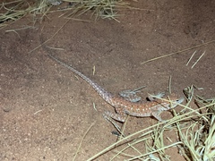 Ctenophorus isolepis