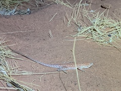 Ctenophorus isolepis