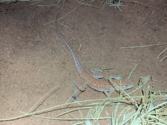 Ctenophorus isolepis