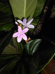 Conchocarpus macrophyllus