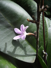 Conchocarpus macrophyllus