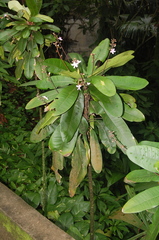 Conchocarpus macrophyllus