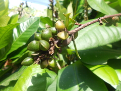 Conchocarpus macrophyllus