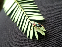 Cylas formicarius