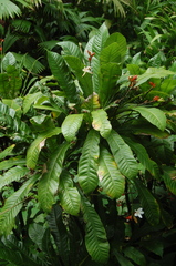 Erythrochiton brasiliensis