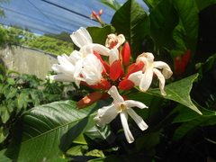Erythrochiton brasiliensis