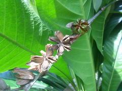 Erythrochiton brasiliensis