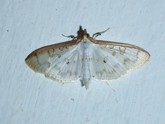 Palpita munroei