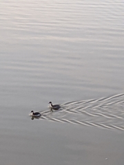 Podiceps