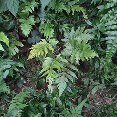 Tectaria fuscipes