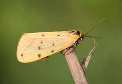 Setina irrorella