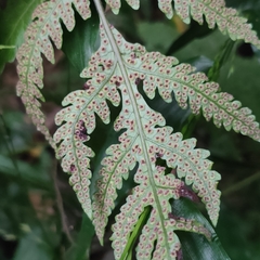 Tectaria fuscipes