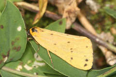 Setina irrorella