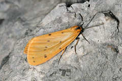 Setina irrorella