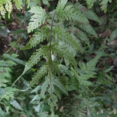 Tectaria fuscipes