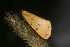 Setina irrorella