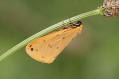 Setina irrorella
